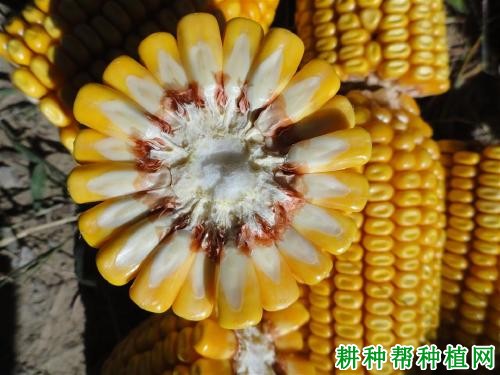 鲁单818玉米品种好不好? 鲁单818玉米品种好不好?