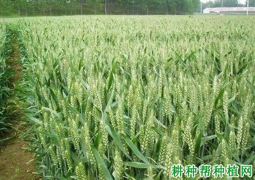 兰考矮早8小麦品种好不好? 兰考矮早8小麦品种好不好?