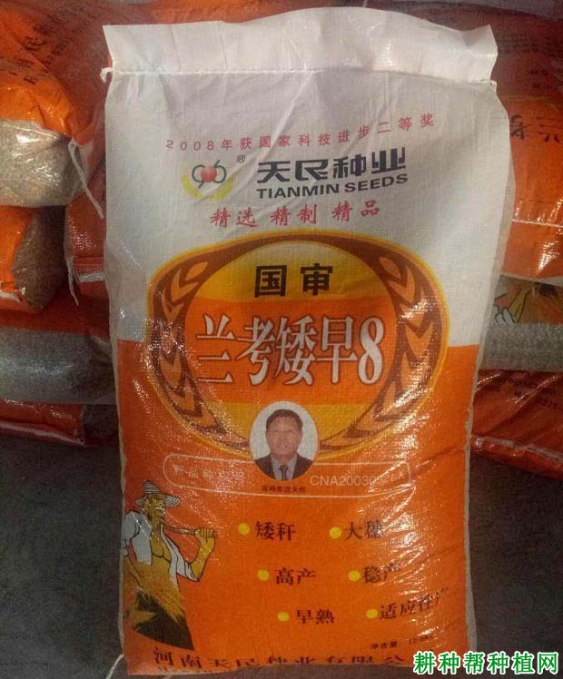 兰考矮早8小麦品种好不好? 兰考矮早8小麦品种好不好?