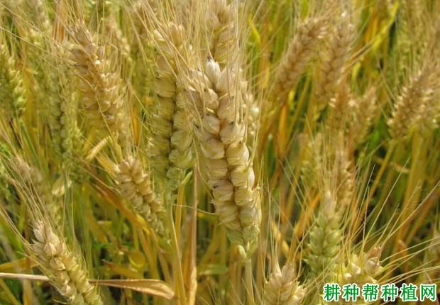 偃展4110小麦品种好不好? 偃展4110小麦品种好不好?