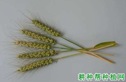 宁麦15小麦品种好不好? 宁麦15小麦品种好不好?