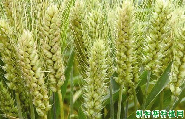 安麦7号小麦品种好不好? 安麦7号小麦品种好不好?