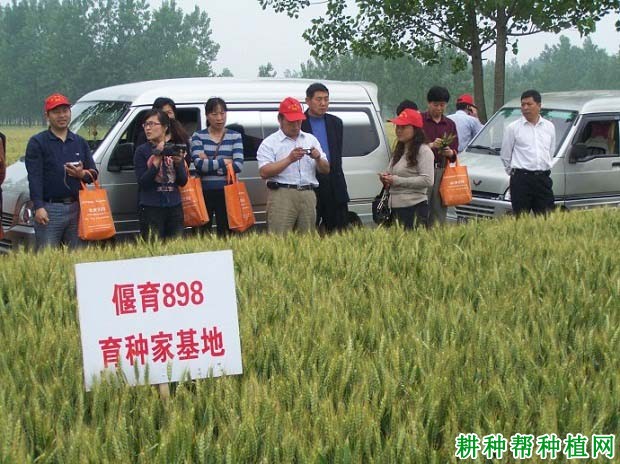 偃育898小麦品种好不好? 偃育898小麦品种好不好?