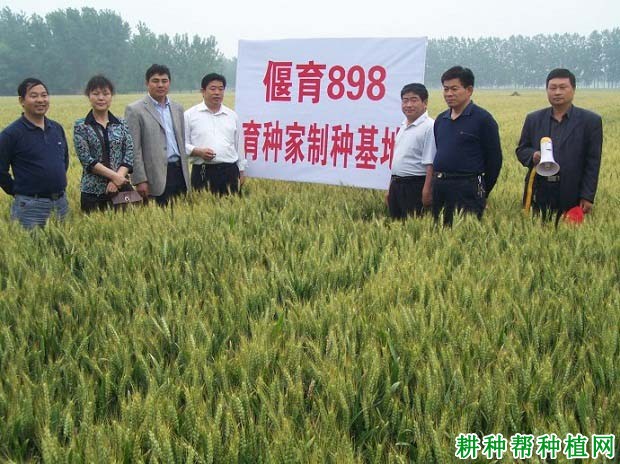 偃育898小麦品种好不好? 偃育898小麦品种好不好?