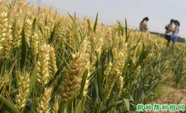 安麦7号小麦品种好不好? 安麦7号小麦品种好不好?