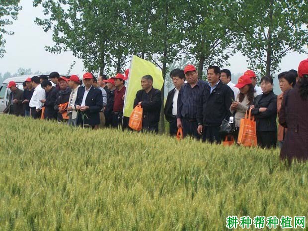 偃育898小麦品种好不好? 偃育898小麦品种好不好?