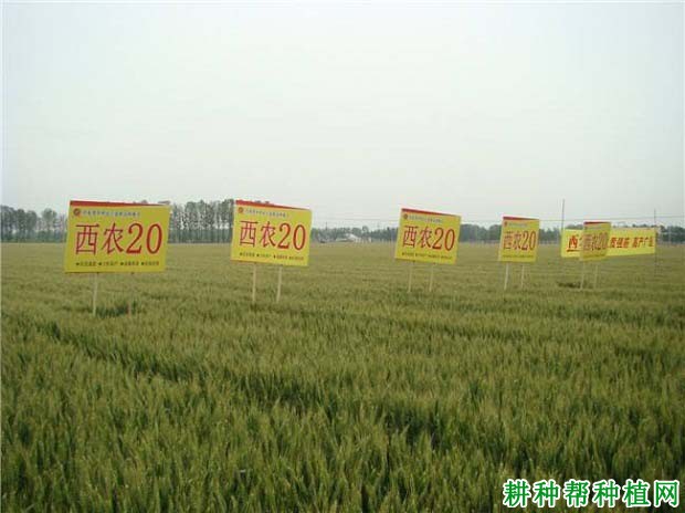 西农20小麦品种好不好? 西农20小麦品种好不好?