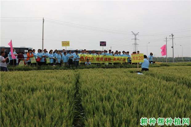 西农20小麦品种好不好? 西农20小麦品种好不好?