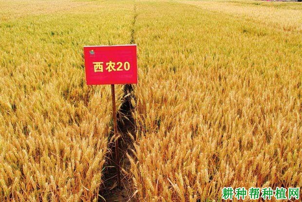 西农20小麦品种好不好? 西农20小麦品种好不好?
