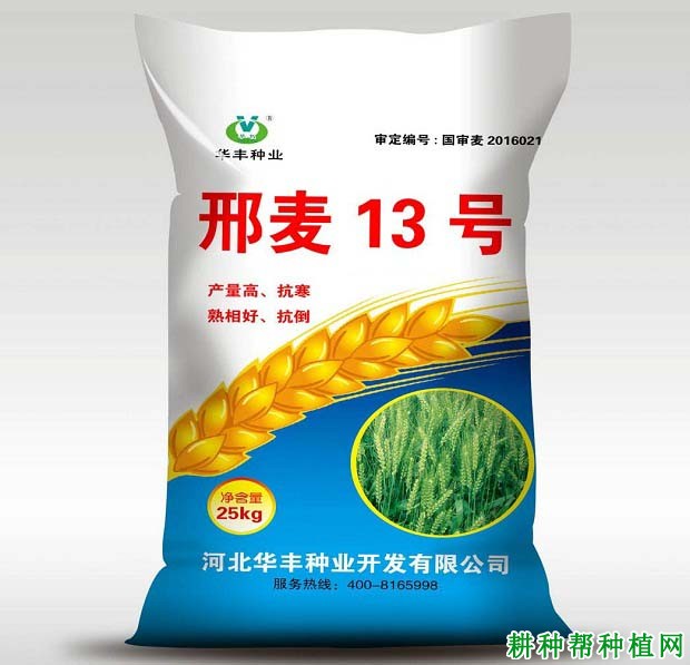 邢麦13号小麦品种好不好? 邢麦13号小麦品种好不好?