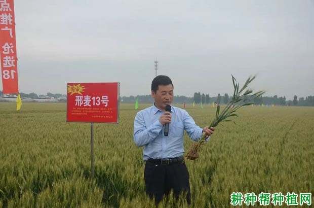 邢麦13号小麦品种好不好? 邢麦13号小麦品种好不好?
