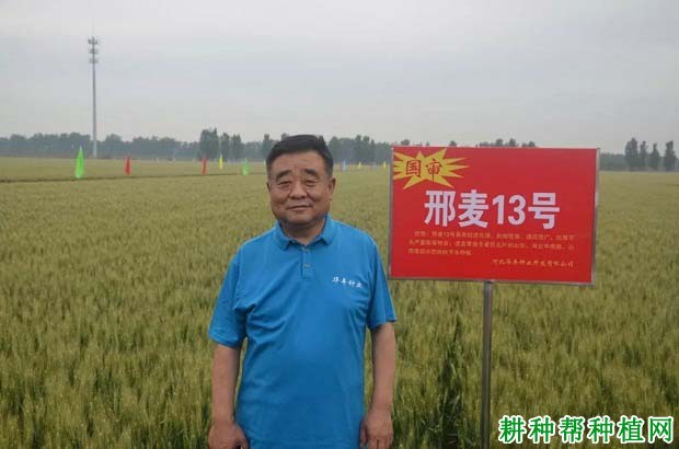 邢麦13号小麦品种好不好? 邢麦13号小麦品种好不好?