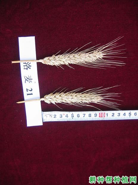 洛麦21号小麦品种好不好? 洛麦21号小麦品种好不好?