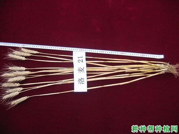 洛麦21号小麦品种好不好? 洛麦21号小麦品种好不好?