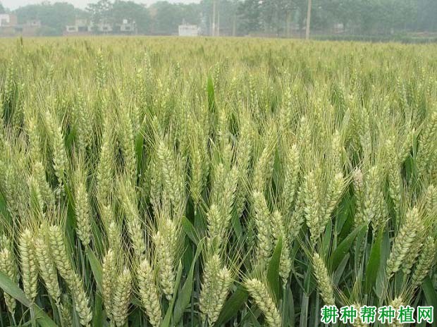 洛麦21号小麦品种好不好? 洛麦21号小麦品种好不好?