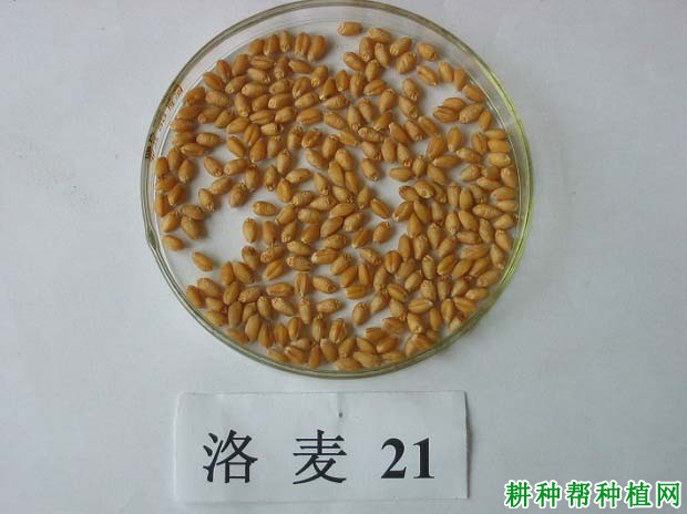 洛麦21号小麦品种好不好? 洛麦21号小麦品种好不好?