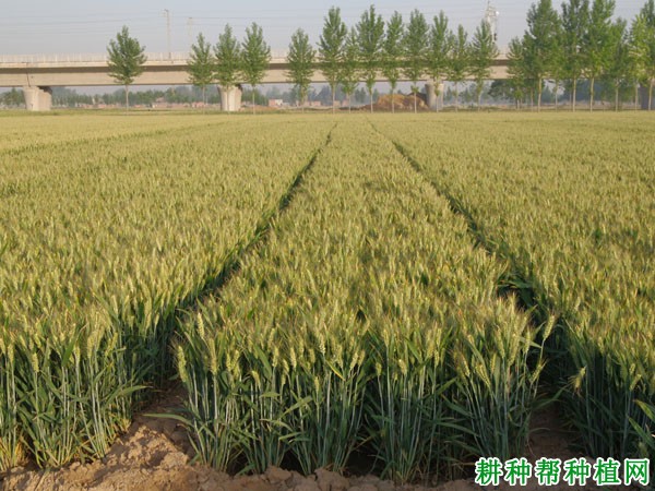 平麦998小麦品种好不好? 平麦998小麦品种好不好?