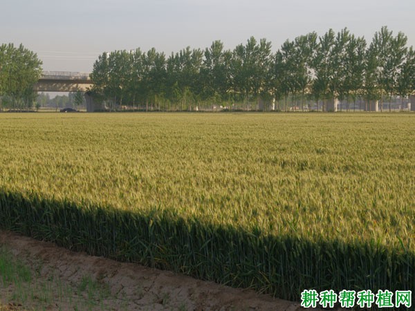 平麦998小麦品种好不好? 平麦998小麦品种好不好?