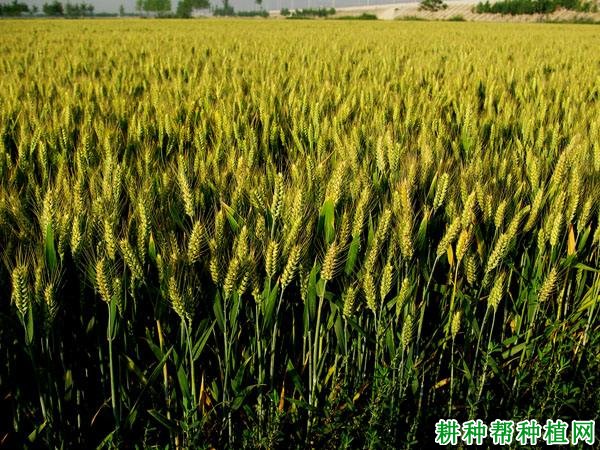 平麦998小麦品种好不好? 平麦998小麦品种好不好?