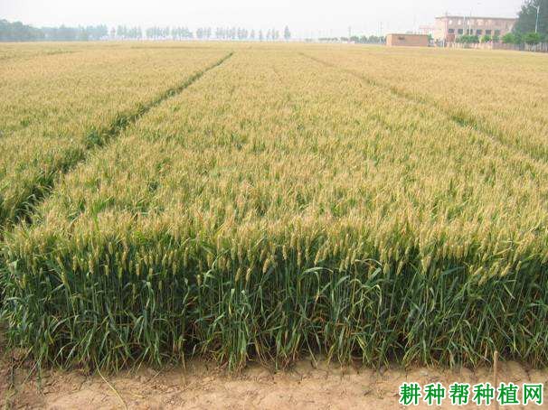 冀5265小麦品种好不好? 冀5265小麦品种好不好?