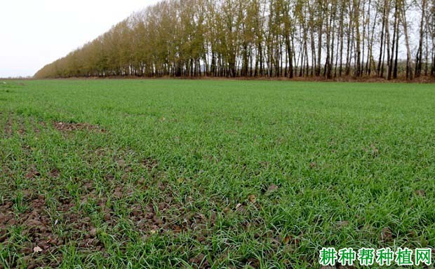 河科大9612小麦品种好不好? 河科大9612小麦品种好不好?