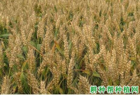 轮选99小麦品种好不好? 轮选99小麦品种好不好?