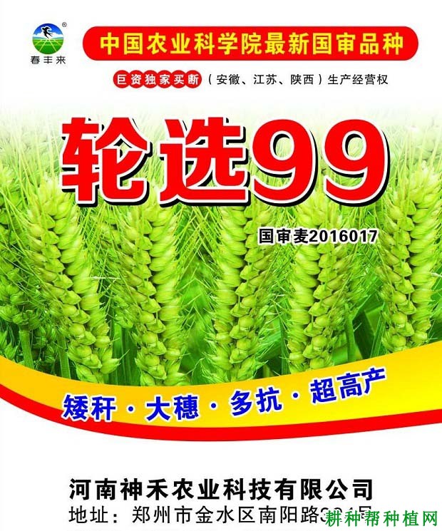 轮选99小麦品种好不好? 轮选99小麦品种好不好?
