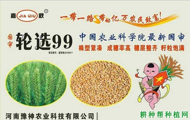 轮选99小麦品种好不好? 轮选99小麦品种好不好?