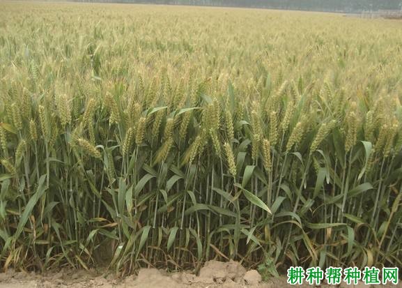 中麦155小麦品种好不好? 中麦155小麦品种好不好?