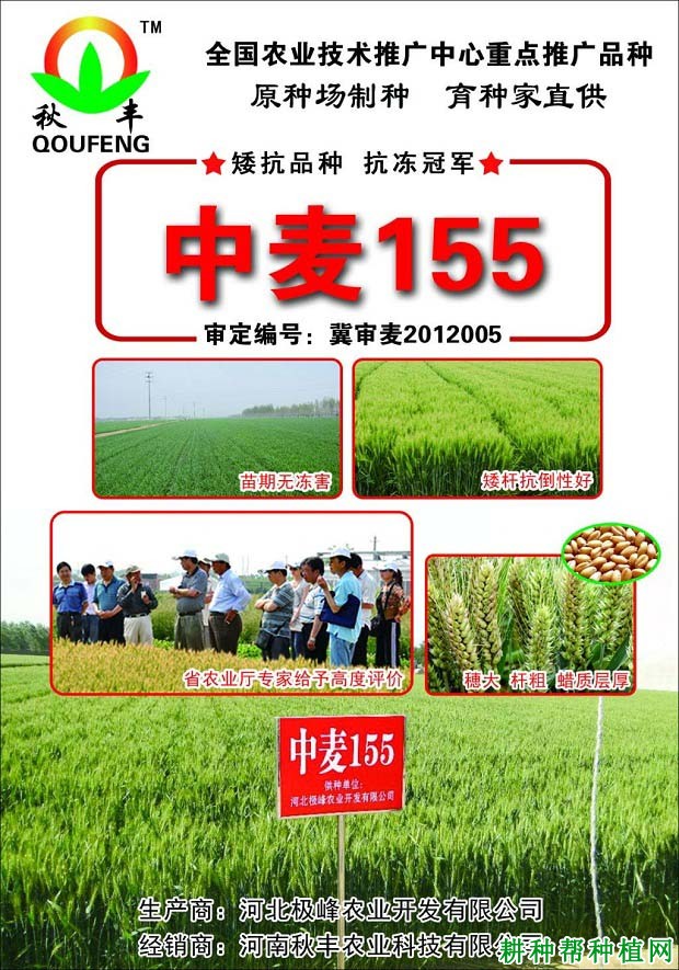 中麦155小麦品种好不好? 中麦155小麦品种好不好?