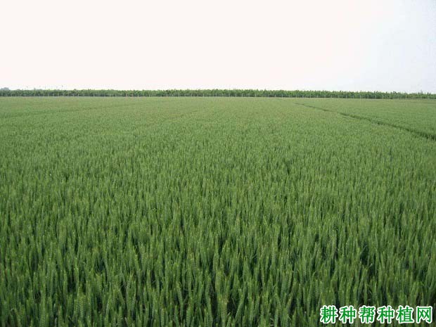 中麦155小麦品种好不好? 中麦155小麦品种好不好?