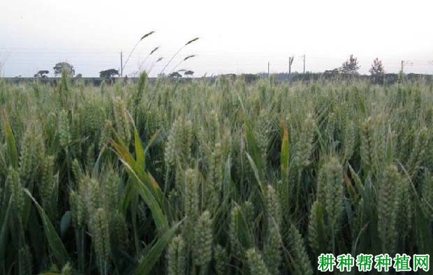 新麦18小麦品种好不好? 新麦18小麦品种好不好?
