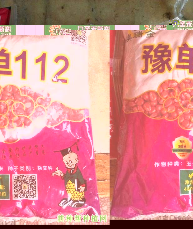 豫单112玉米品种好不好? 豫单112玉米品种好不好?