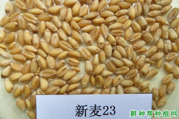 新麦23小麦品种好不好? 新麦23小麦品种好不好?