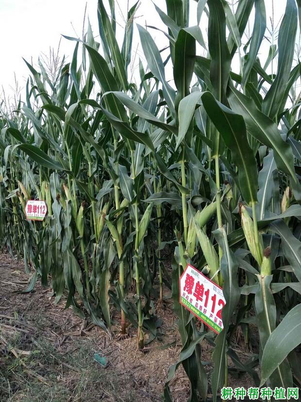 豫单112玉米品种好不好? 豫单112玉米品种好不好?