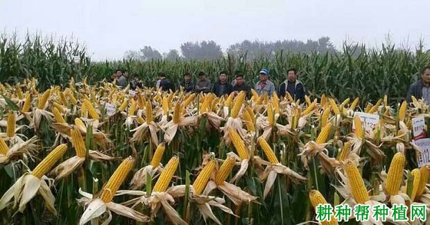 豫单112玉米品种好不好? 豫单112玉米品种好不好?