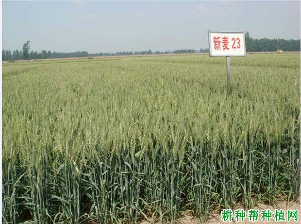 新麦23小麦品种好不好? 新麦23小麦品种好不好?