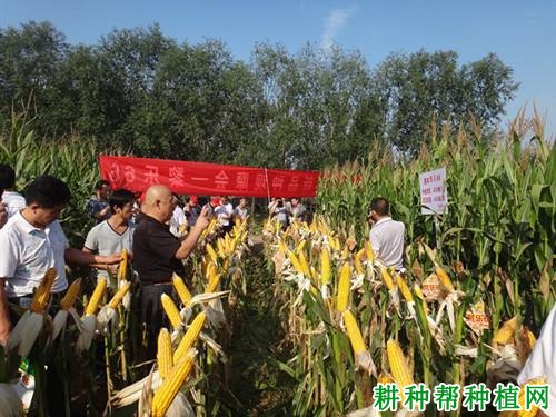 黎乐66玉米品种好不好? 黎乐66玉米品种好不好?