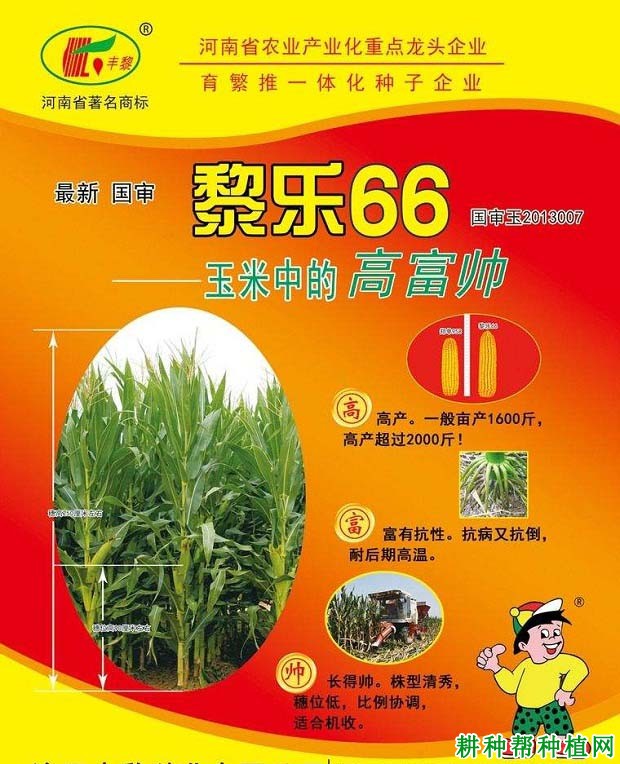 黎乐66玉米品种好不好? 黎乐66玉米品种好不好?