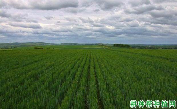 濮麦9号小麦品种好不好? 濮麦9号小麦品种好不好?