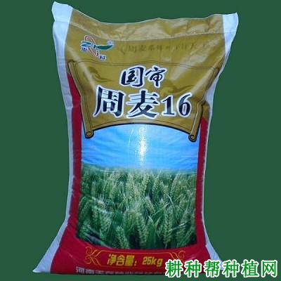 周麦16小麦品种好不好? 周麦16小麦品种好不好?