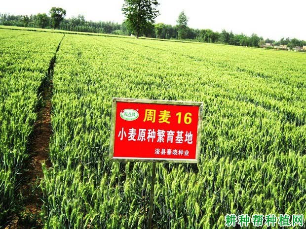 周麦16小麦品种好不好? 周麦16小麦品种好不好?