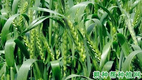 周麦16小麦品种好不好? 周麦16小麦品种好不好?