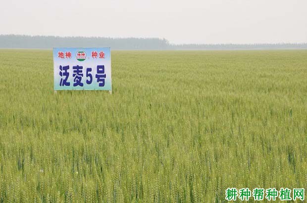 泛麦5号小麦品种好不好? 泛麦5号小麦品种好不好?