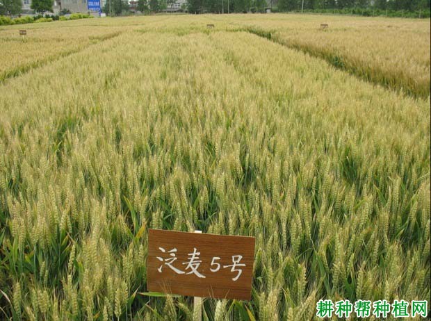泛麦5号小麦品种好不好? 泛麦5号小麦品种好不好?