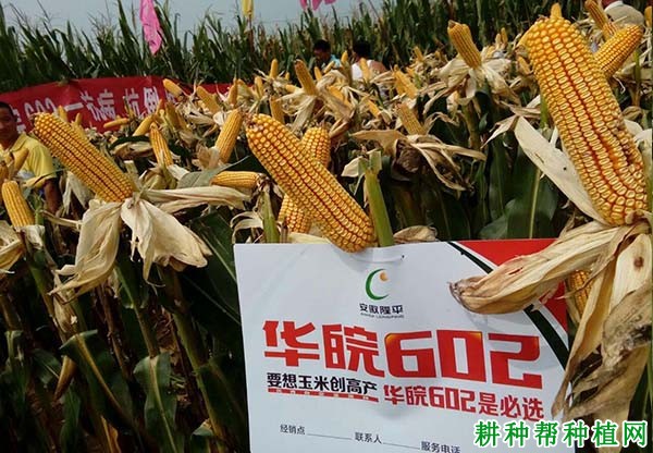 华皖602玉米品种好不好? 华皖602玉米品种好不好?