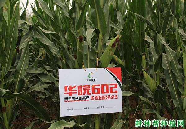 华皖602玉米品种好不好? 华皖602玉米品种好不好?