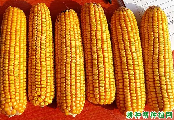 华皖602玉米品种好不好? 华皖602玉米品种好不好?