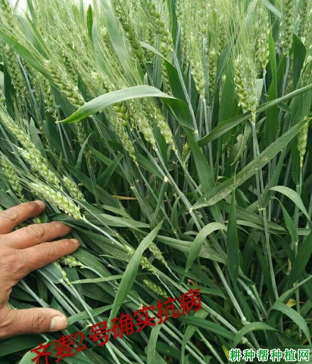 齐麦2号小麦品种好不好? 齐麦2号小麦品种好不好?
