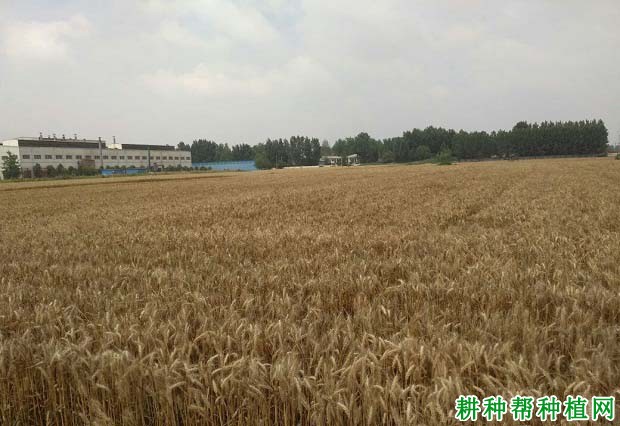豫麦57号小麦品种好不好? 豫麦57号小麦品种好不好?